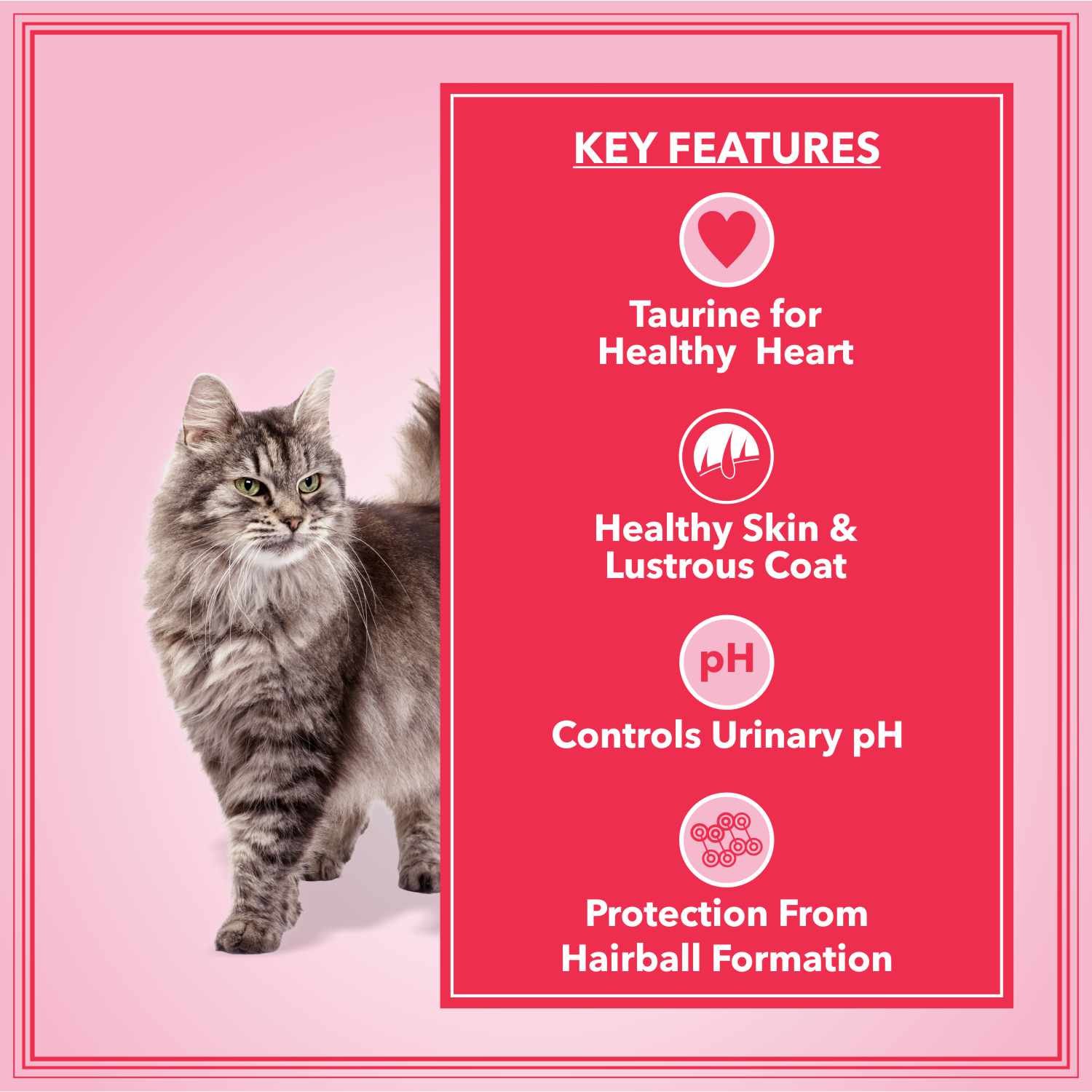 Let's Bite Active Adult Dry Cat Food