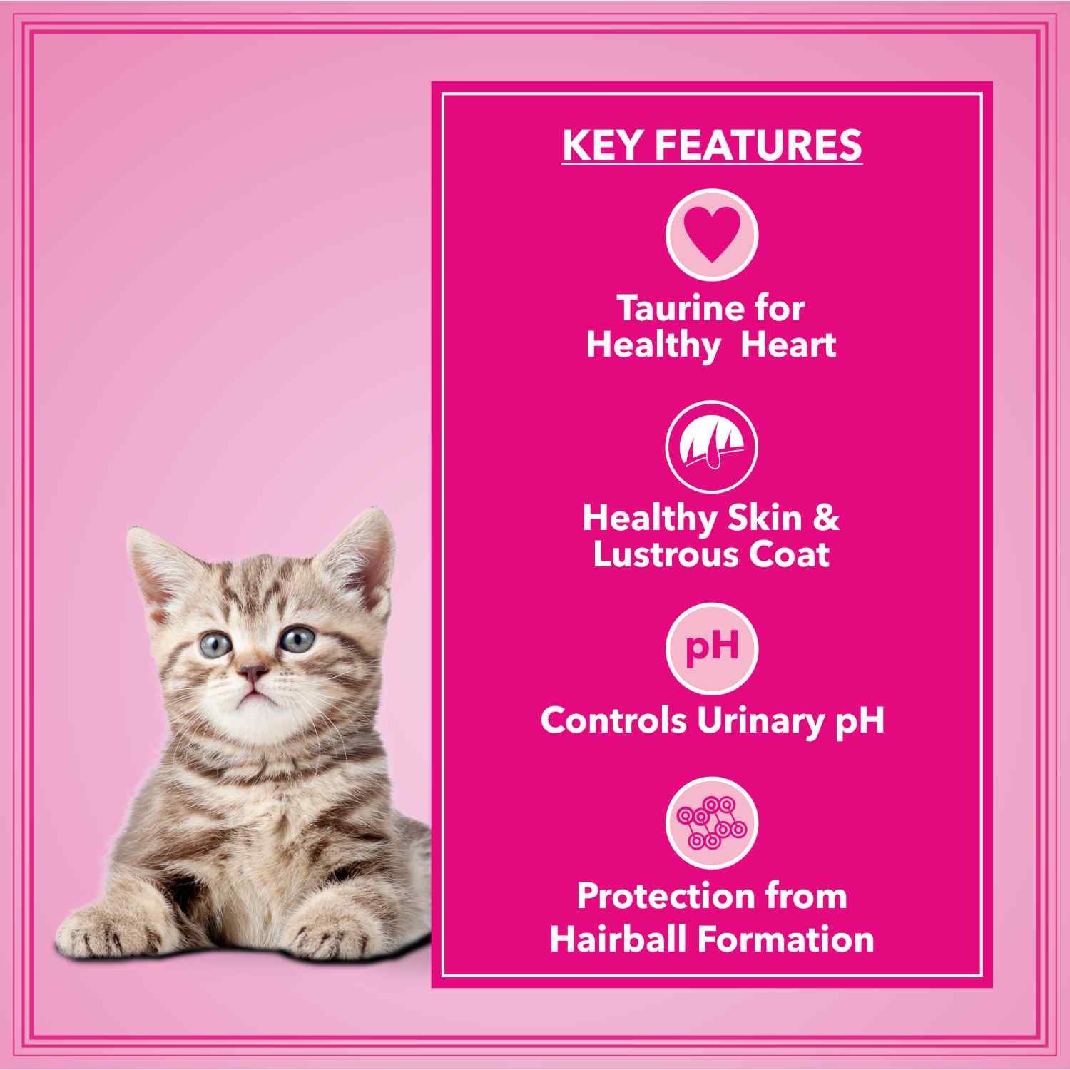 Let's Bite Active Kitten Dry Cat Food