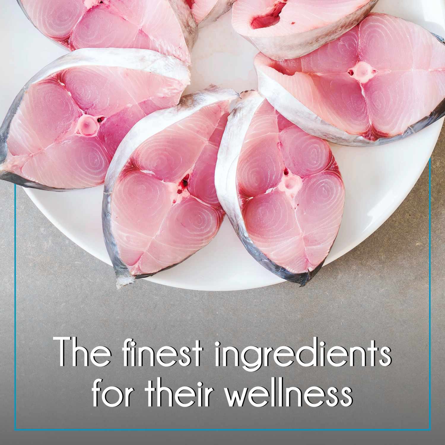 Purepet Adult Cat Food, Ocean Fish