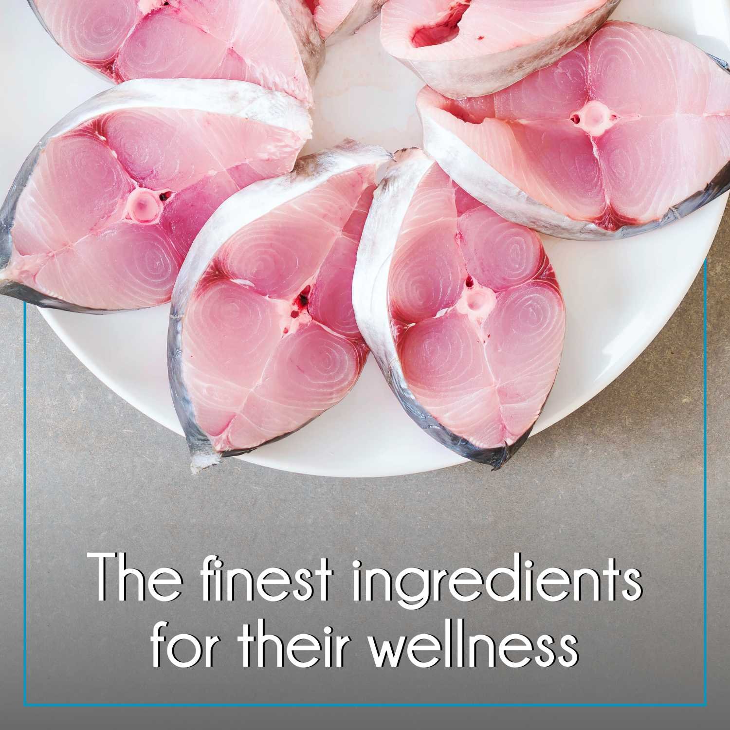 Purepet Ocean Fish Kitten Cat Food