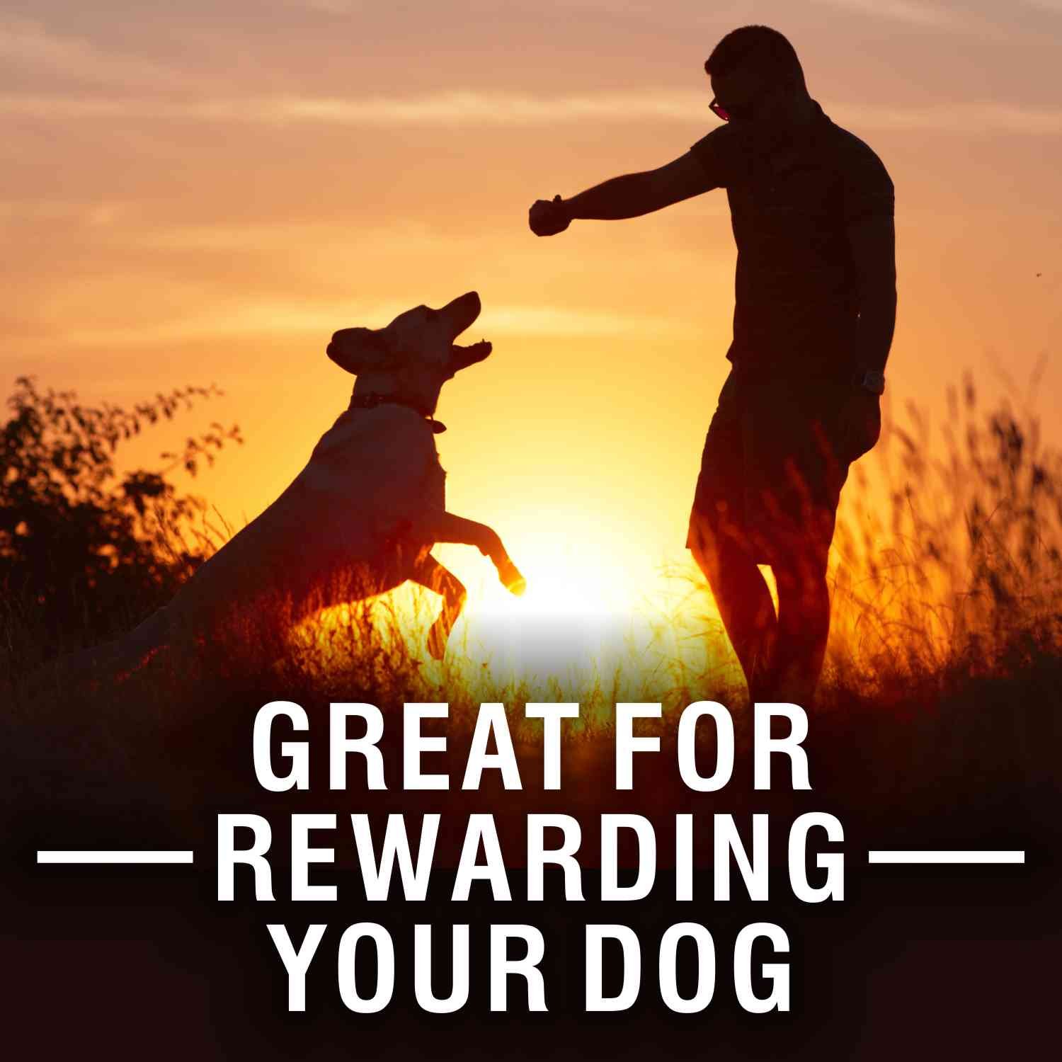 Purepet Chicken Flavour, Real Chicken Biscuit,Dog Treats- Jar