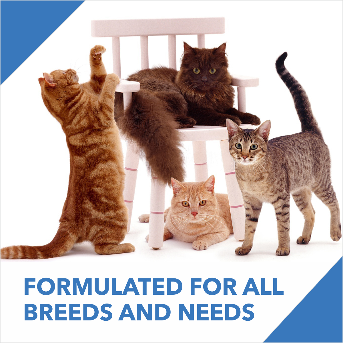 Drools Cat Adult Mackerl Dry Cat Food