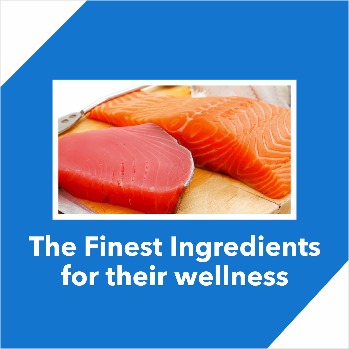 Drools Cat Adult Mackerl Dry Cat Food