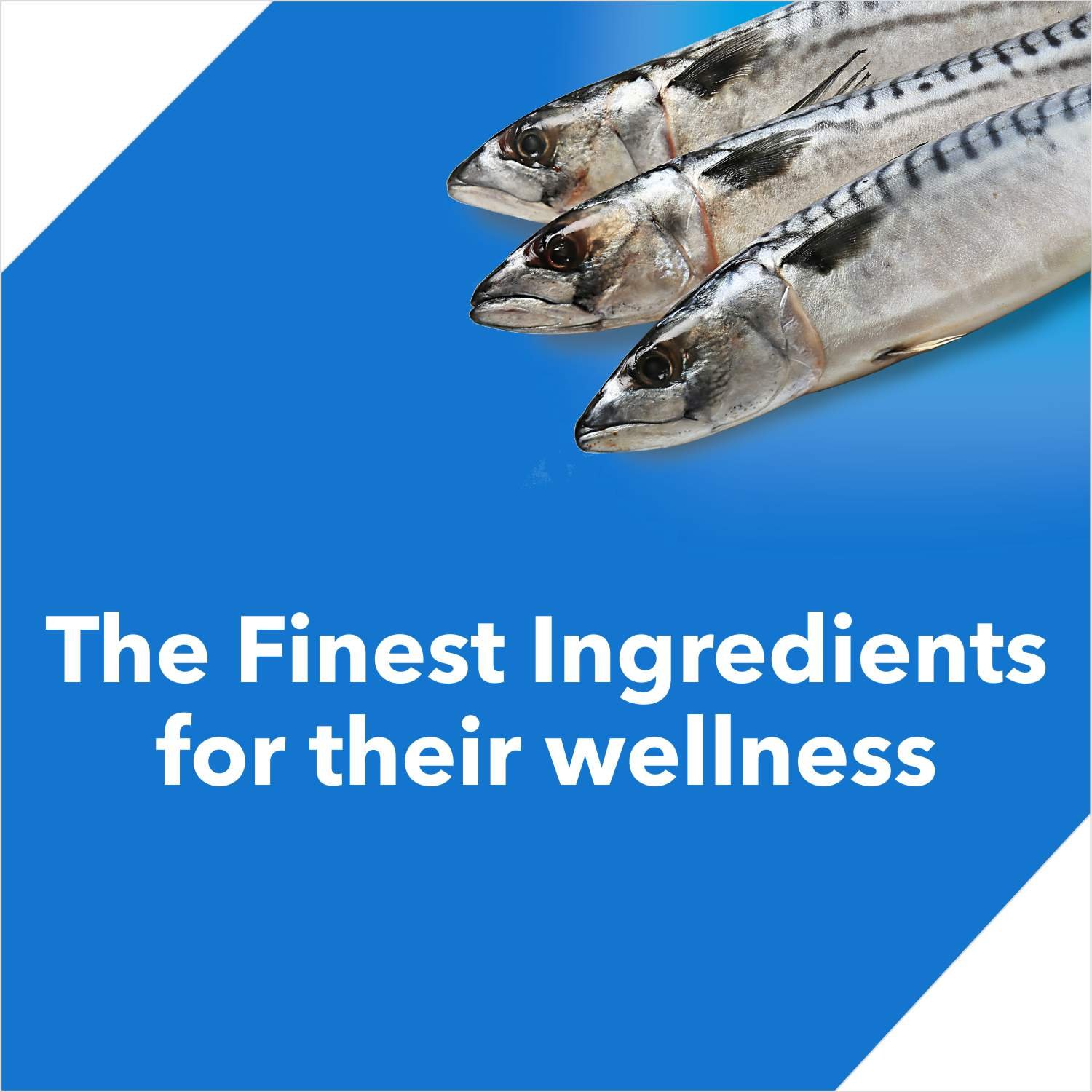 Drools Cat Ocean Fish Dry Cat Food