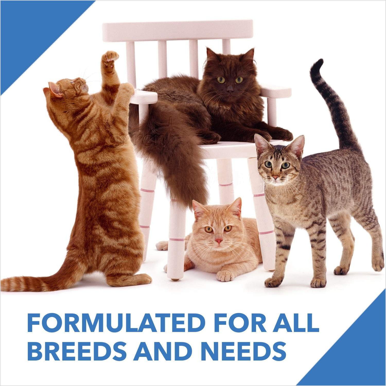 Drools Kitten Ocean FishDry Cat Food